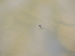 Eucorethra underwoodi