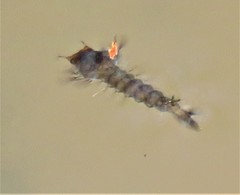 Eucorethra underwoodi