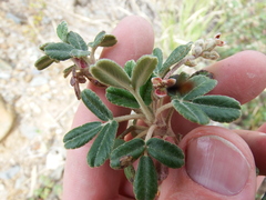 Polylepis tarapacana