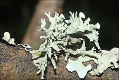 Ramalina inflata
