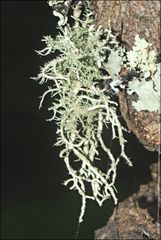Usnea inermis