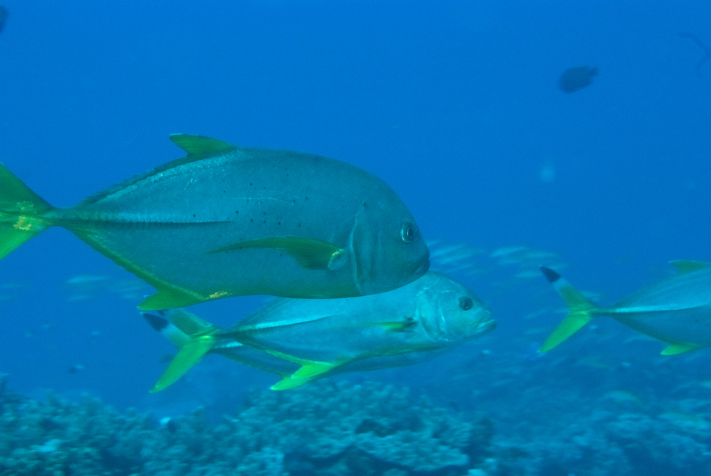 Blacktip kingfish (Caranx heberi) — Carangidae