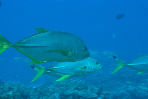 Blacktip kingfish (Caranx heberi) — Carangidae