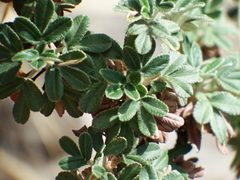 Polylepis tarapacana