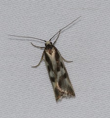 Epithymema incomposita