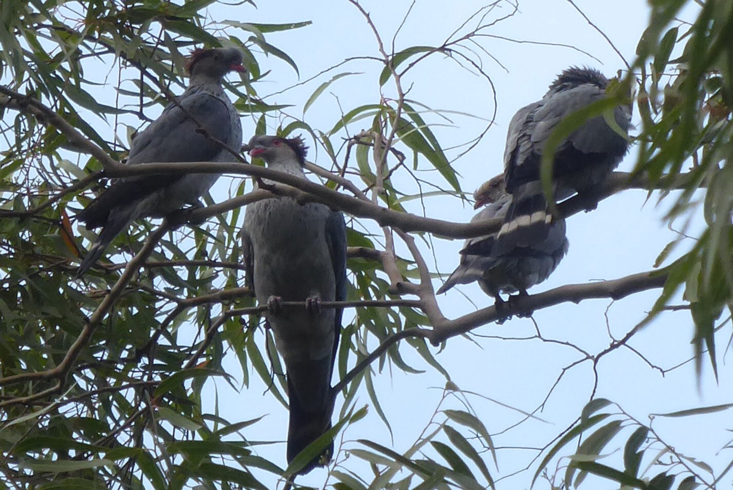 Topknot Pigeon (Lopholaimus antarcticus), photo 9