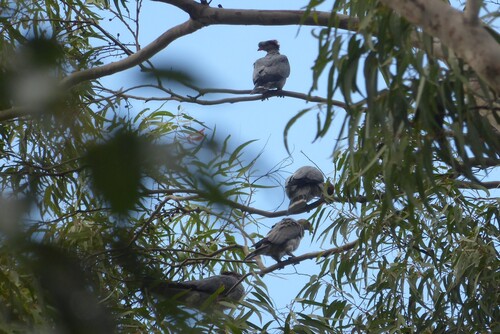 Topknot Pigeon (Lopholaimus antarcticus), photo 6