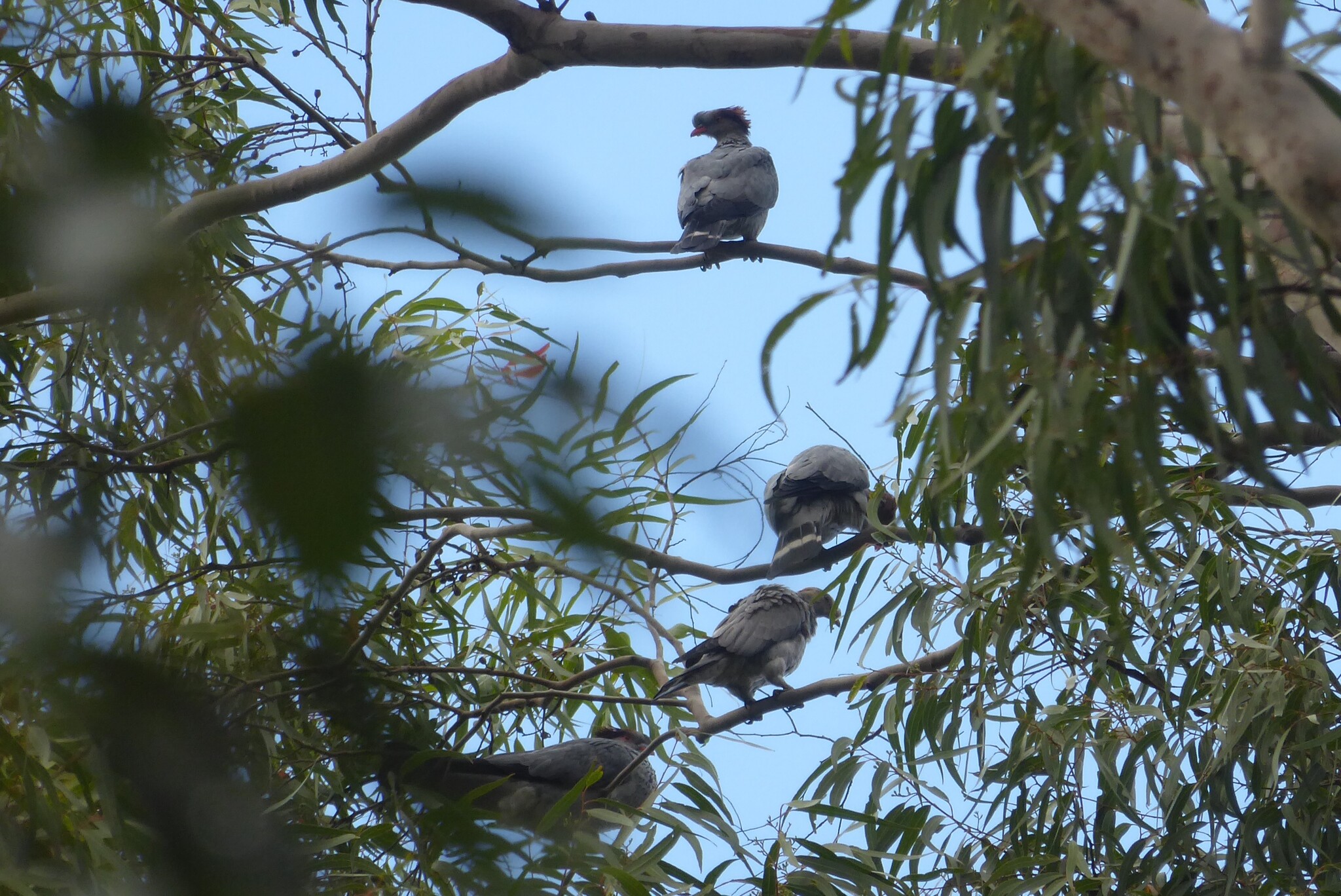 Topknot Pigeon (Lopholaimus antarcticus), photo 10