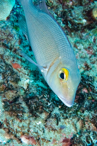 Lethrinus borbonicus observed 2026-05-12
