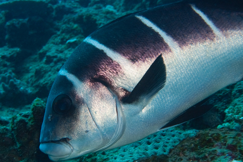 Plectorhinchus playfairi observed 2026-05-12
