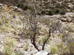 Polylepis tarapacana