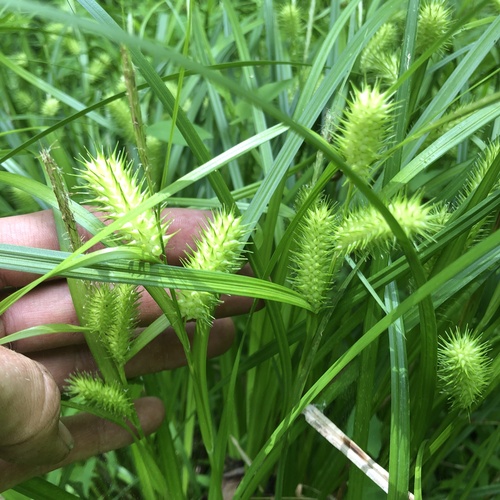 sallow sedge