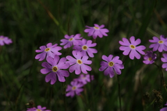 Primula nutans