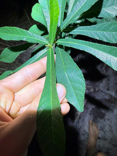 Ficus scobina, 2026-05-26