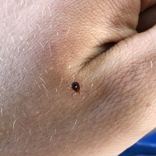 Lone Star Tick