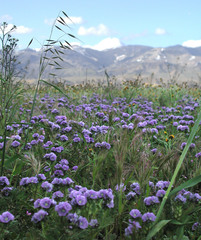 Phacelia ciliata