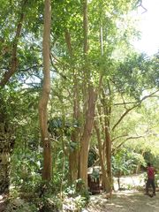Citharexylum spinosum