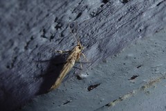 Stathmopoda plumbiflua