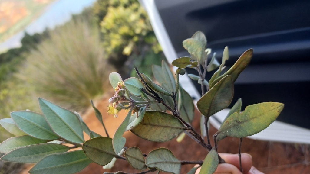 Cloezia deplanchei