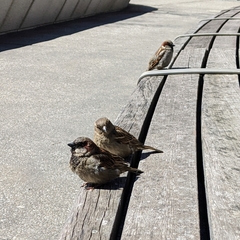 Passer domesticus