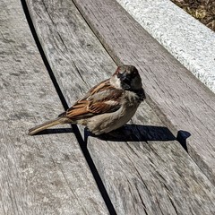 Passer domesticus
