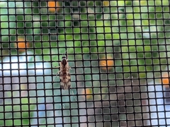 Sylvicola fenestralis