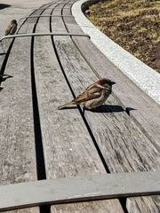Passer domesticus