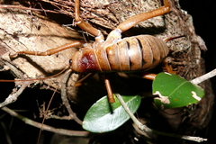 Deinacrida heteracantha