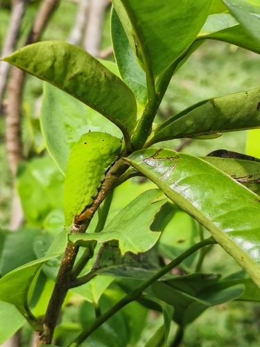 Tailed Jay