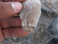 Masticophis mentovarius