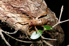 Deinacrida heteracantha