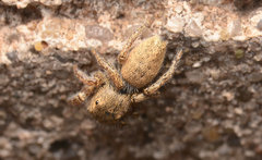 Habronattus borealis