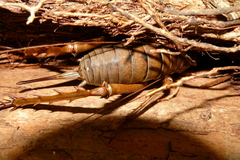 Deinacrida heteracantha