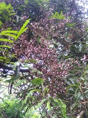 Machaerium microphyllum