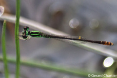 Agriocnemis minima