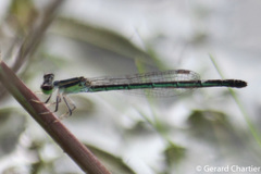 Agriocnemis minima