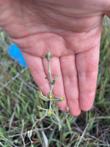 Grey Germander