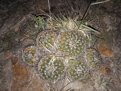 Echinofossulocactus tetraxiphus