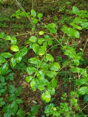 Ligustrum sinense