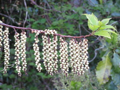 Stachyurus praecox