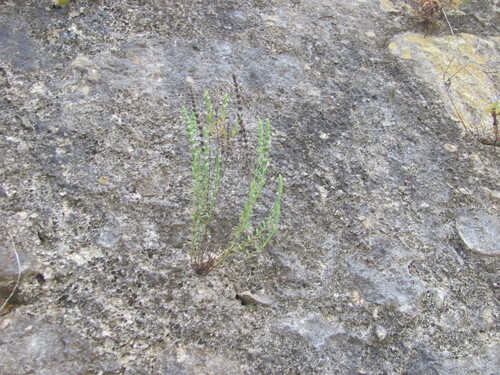 Micromeria juliana, photograph 6