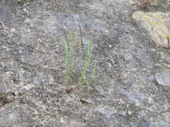 Micromeria juliana, photograph (c) zebedeugalinha, some rights reserved (CC BY)