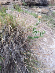 Mandevilla hypoleuca
