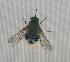 Heterostylum robustum