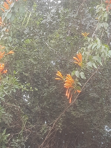 Flame vine