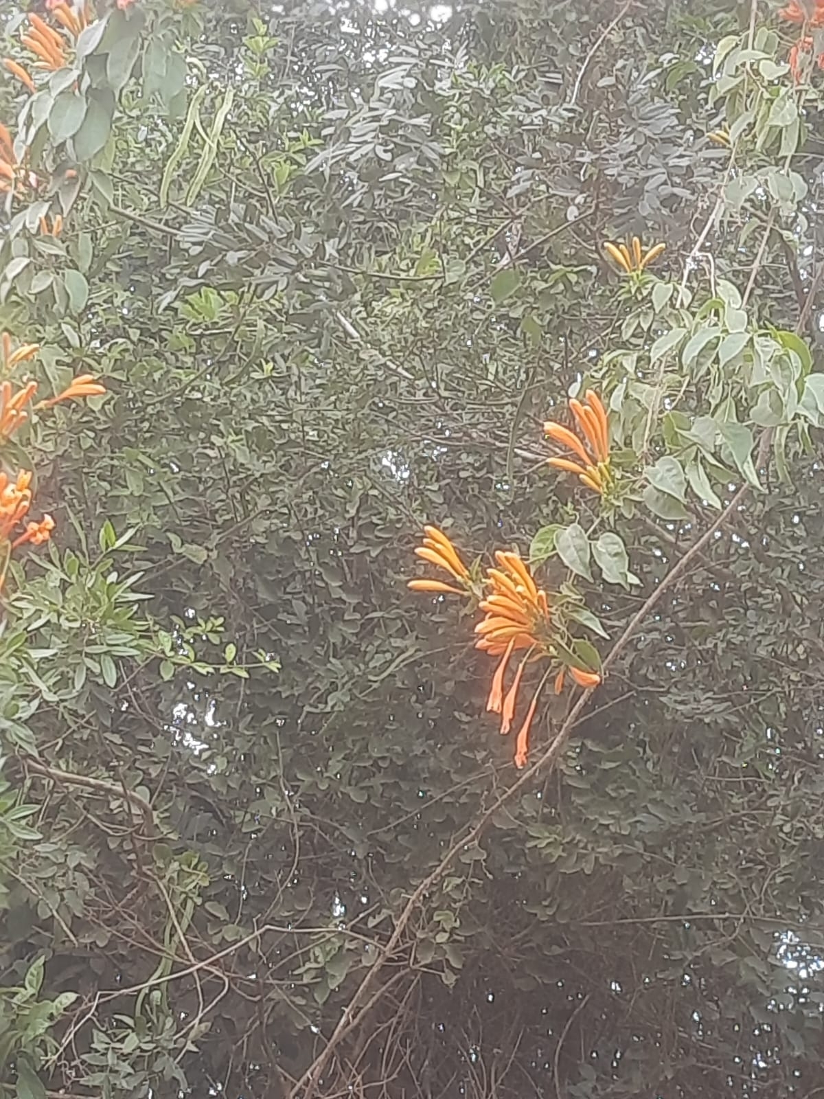 Pyrostegia venusta