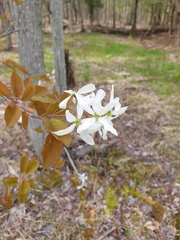 Amelanchier laevis, photograph author not stated, no rights reserved