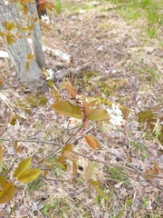 Amelanchier laevis, photograph author not stated, no rights reserved