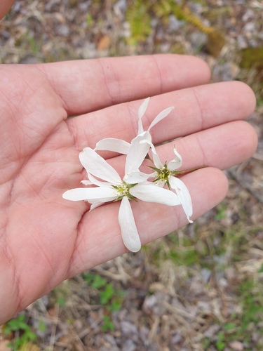 Amelanchier laevis, photograph 4