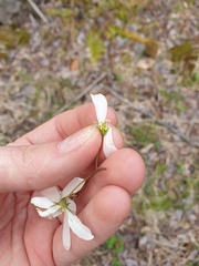 Amelanchier laevis, photograph author not stated, no rights reserved